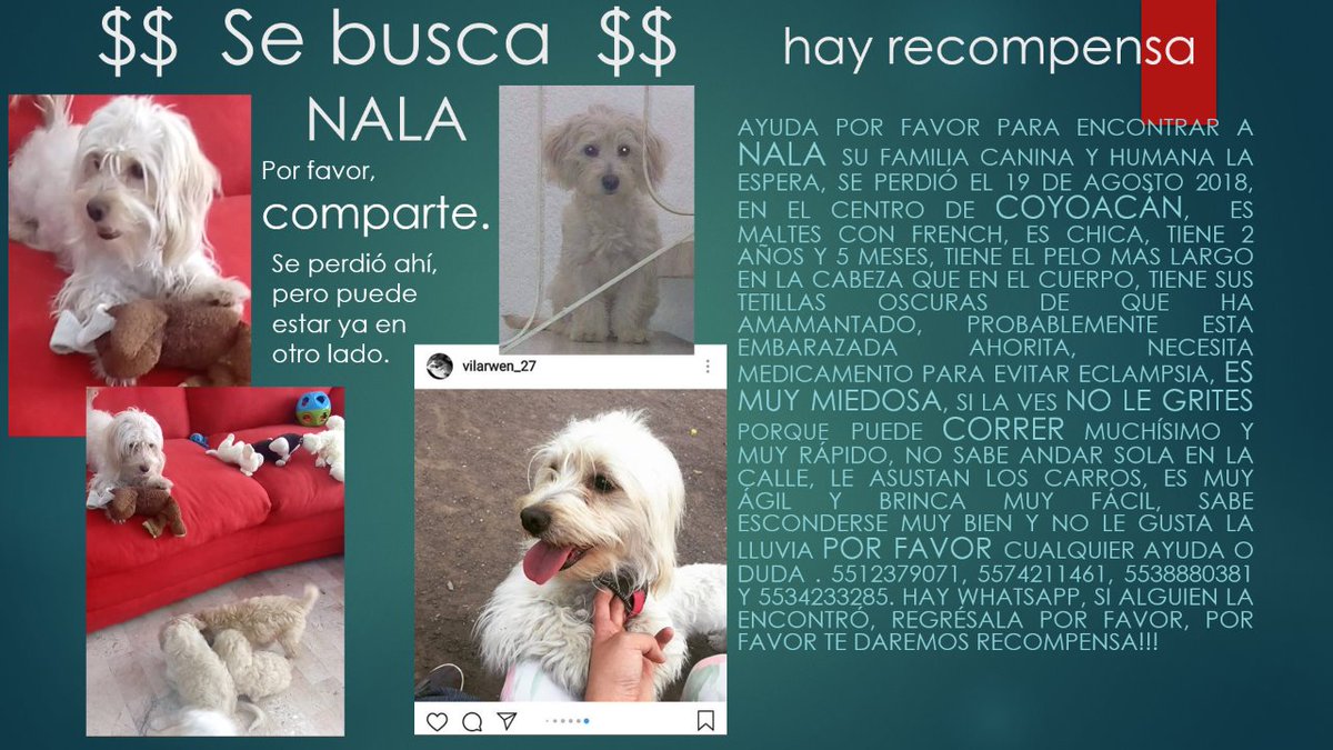 diana_dfc's tweet photo. Me ayudan con un RT para que aparezca @MarianimaLOVERS @MascotasSismo @_PatriciaAnaya @lawera33 @perrososmx @LilibethRamosM1 @SrInsoportable @run @fernand49480317 @IsabelJunco @acano52 @Julesyya @SuperPawMx @mtz_tt @MascotaCoyoacan @Coyoacan_ https://t.co/KVtxphdhuG