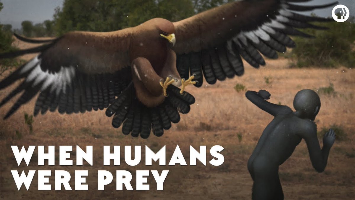 EonsShow's tweet photo. Our early human ancestors were under constant threat of attack, and it turns that this time when we were prey may be responsible for the adaptations that allowed us to become so successful. https://t.co/eBhMP3OAJK https://t.co/RTO7IwuQTD