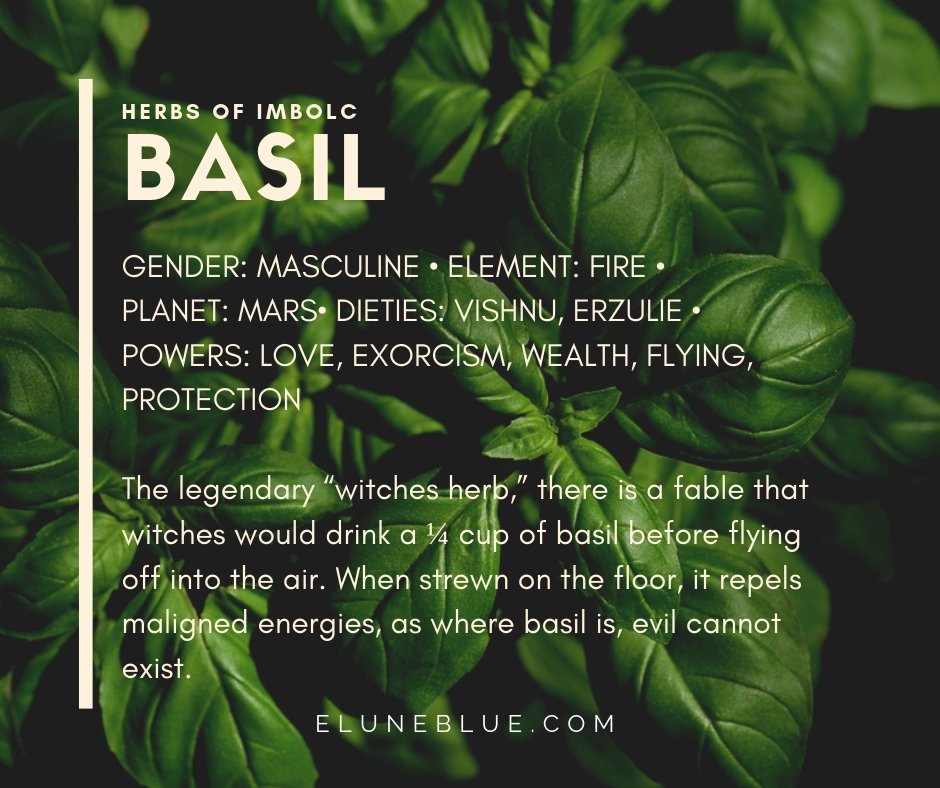 EluneBlue's tweet photo. Herbs for #Imbolc: Basil.
#imbolc #pagan #wicca #eluneblue
https://t.co/vrhYpUjPNc https://t.co/J68XE5NTSz