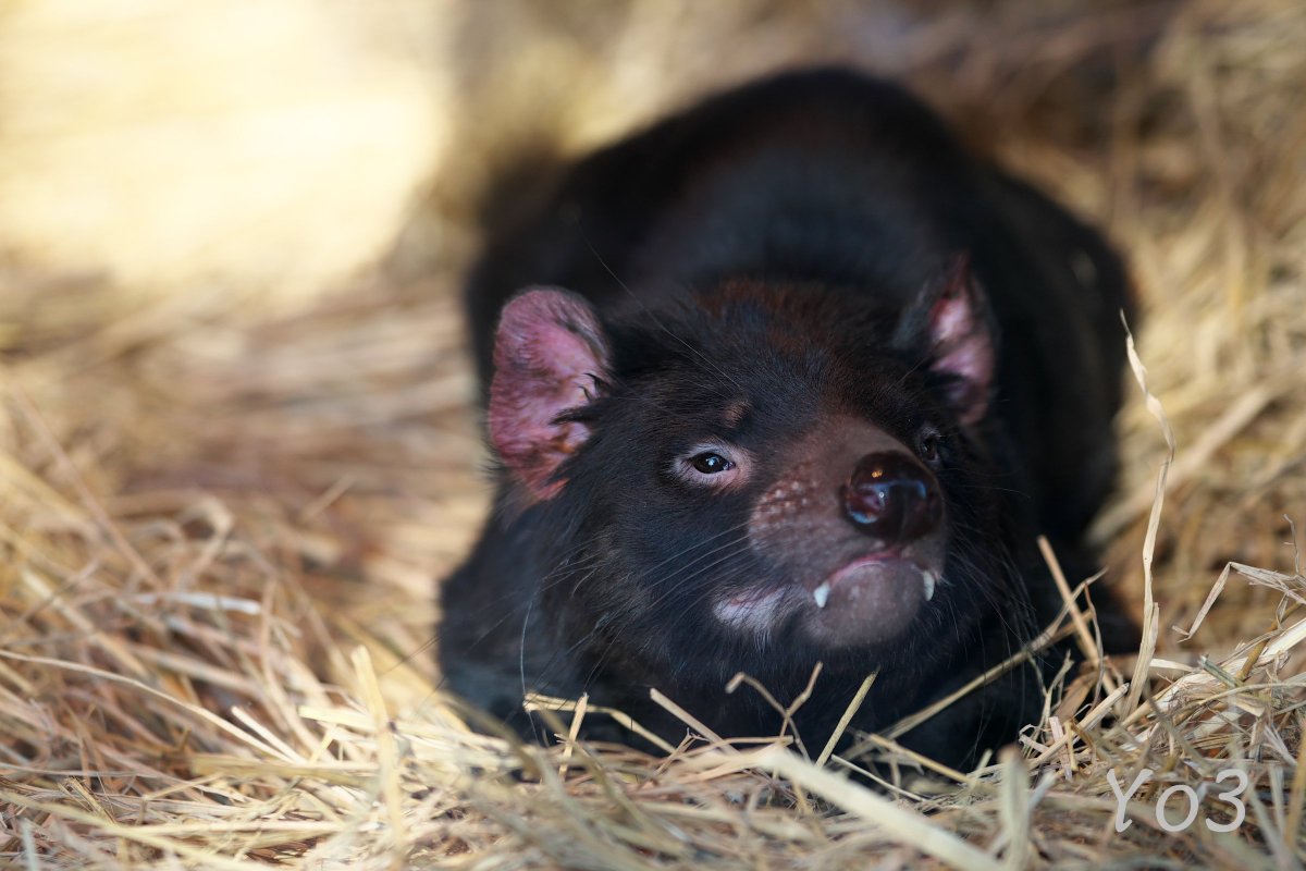 Yo3翼 Pa Twitter ちらりと見える牙がかわいいデビルさん 19 1 3 多摩動物公園 タスマニアデビル