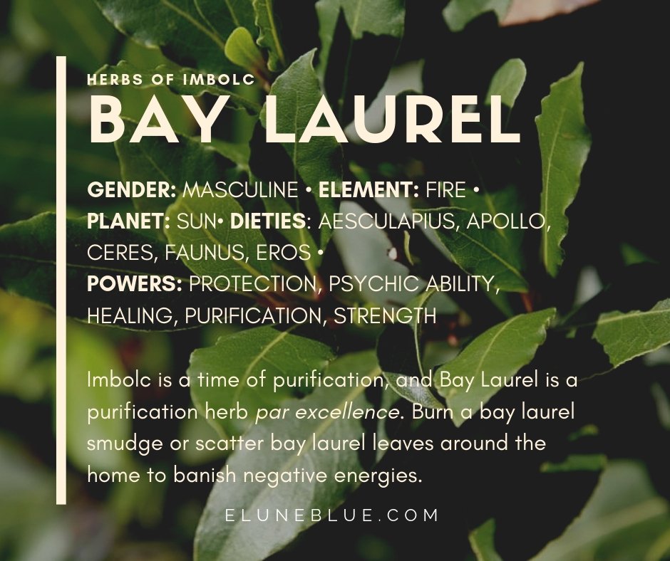 EluneBlue's tweet photo. Herbs for #Imbolc: Bay Laurel.
#imbolc #pagan #wicca #eluneblue
https://t.co/vrhYpU2eVE https://t.co/NkKpnjMJ47
