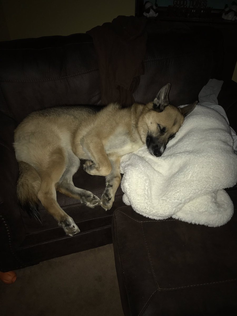 gnetikfreak71's tweet image. Everyone in #RochesterNY needs to chill on a #cuddledud #firstworlddogproblems #GermanShepherd