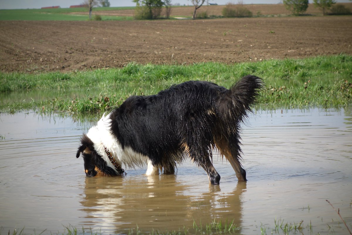 Queenie_TV's tweet photo. @BiberBros Ich hab da einen in den selben Farben, er einen oben drauf setzt. Wenn dreckig, dann bitte auch der Kopf. Man nennt das auch Uboot Collie :D https://t.co/rbFQDi8dka