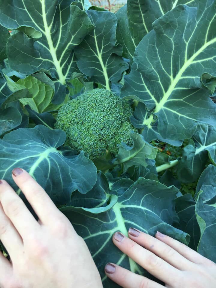 Go check out our beautiful MCES Fall garden harvest! #schoolgardens  #learningbyschoolgardens <a href="/MiddleCreekES/">Middle Creek ES</a> <a href="/CFletcherMiller/">Caroline Miller</a>