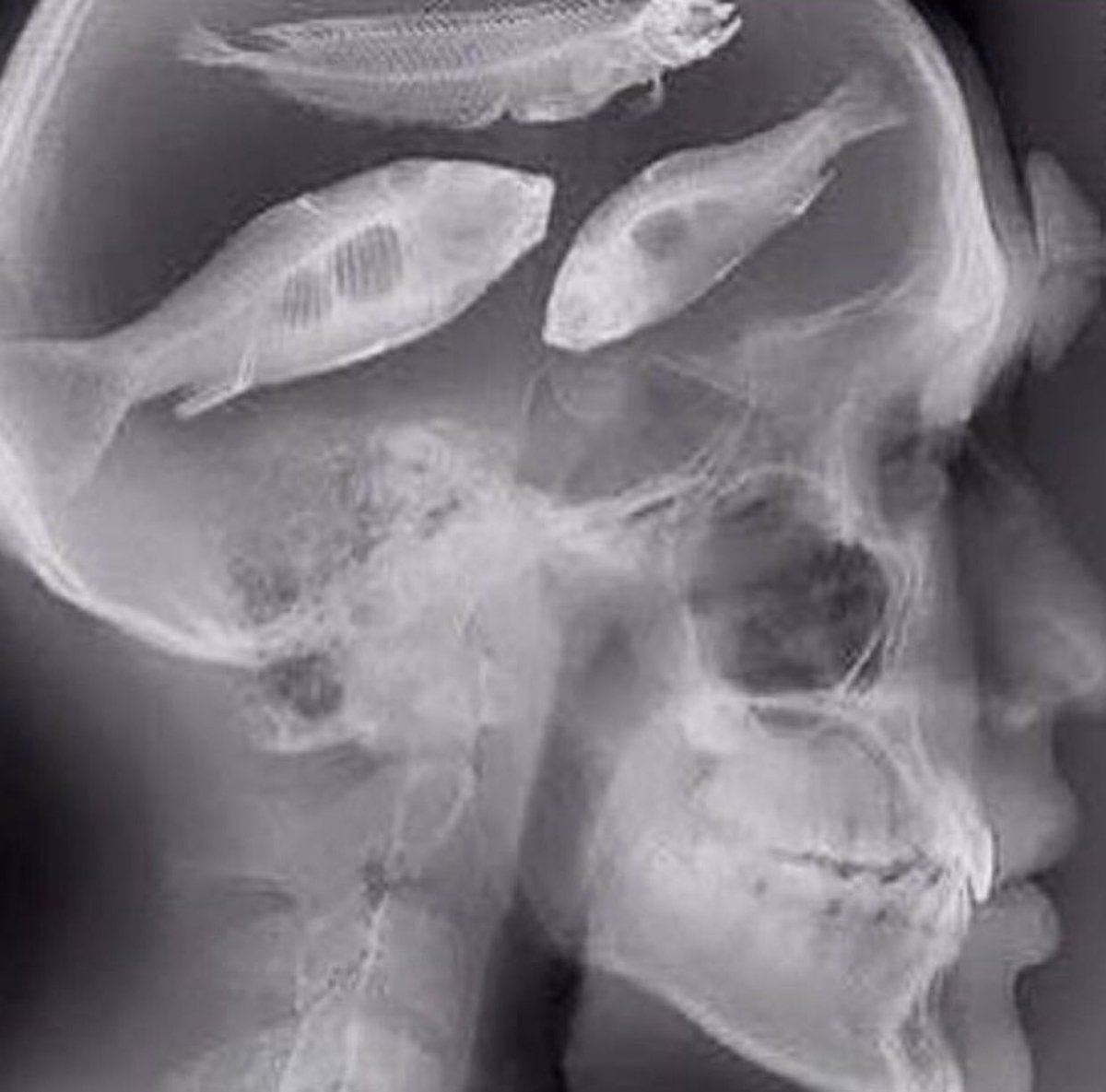 LuckyTackleBox's tweet image. Live look inside the head of every member of #TeamLTB 😂

#LuckyTackleBox🎣