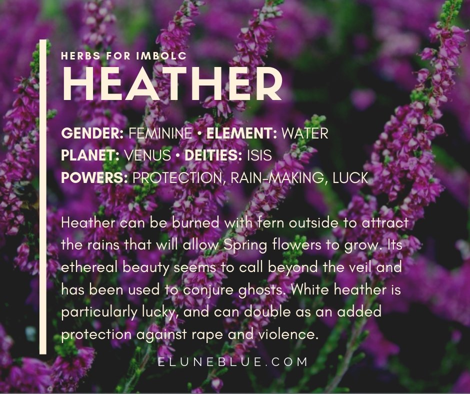 EluneBlue's tweet photo. Herbs for #Imbolc: Heather.
#imbolc #pagan #wicca #eluneblue
https://t.co/vrhYpUjPNc https://t.co/IJk4HK5fm9