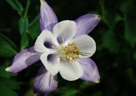 耬斗菜=樓斗菜=
せいようおだまき=
西洋苧環=Columbine.💐😊🌼