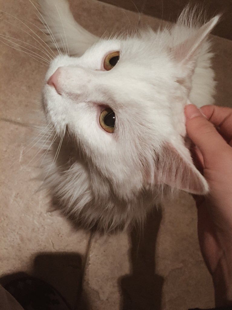 90spersephone's tweet photo. reply with pictures of ur cat!!! https://t.co/OcMyYElYch