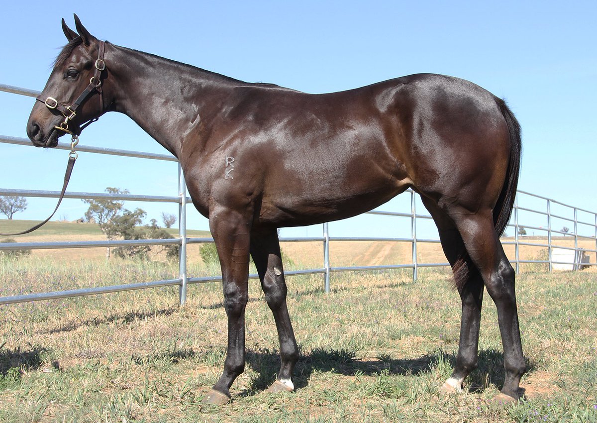 NewhavenPark's tweet photo. #Lot211 @mmsnippets By @VineryStudโs More Than Ready x Tender Filly - Passed In $140,000 - Reserve $150,000 - this Filly is the 1st foal from the stakes placed All American granddaughter of Gr1 winner Kapchat - Contact us for more info or visit us at #BarnG https://t.co/b8oHHc8tZM