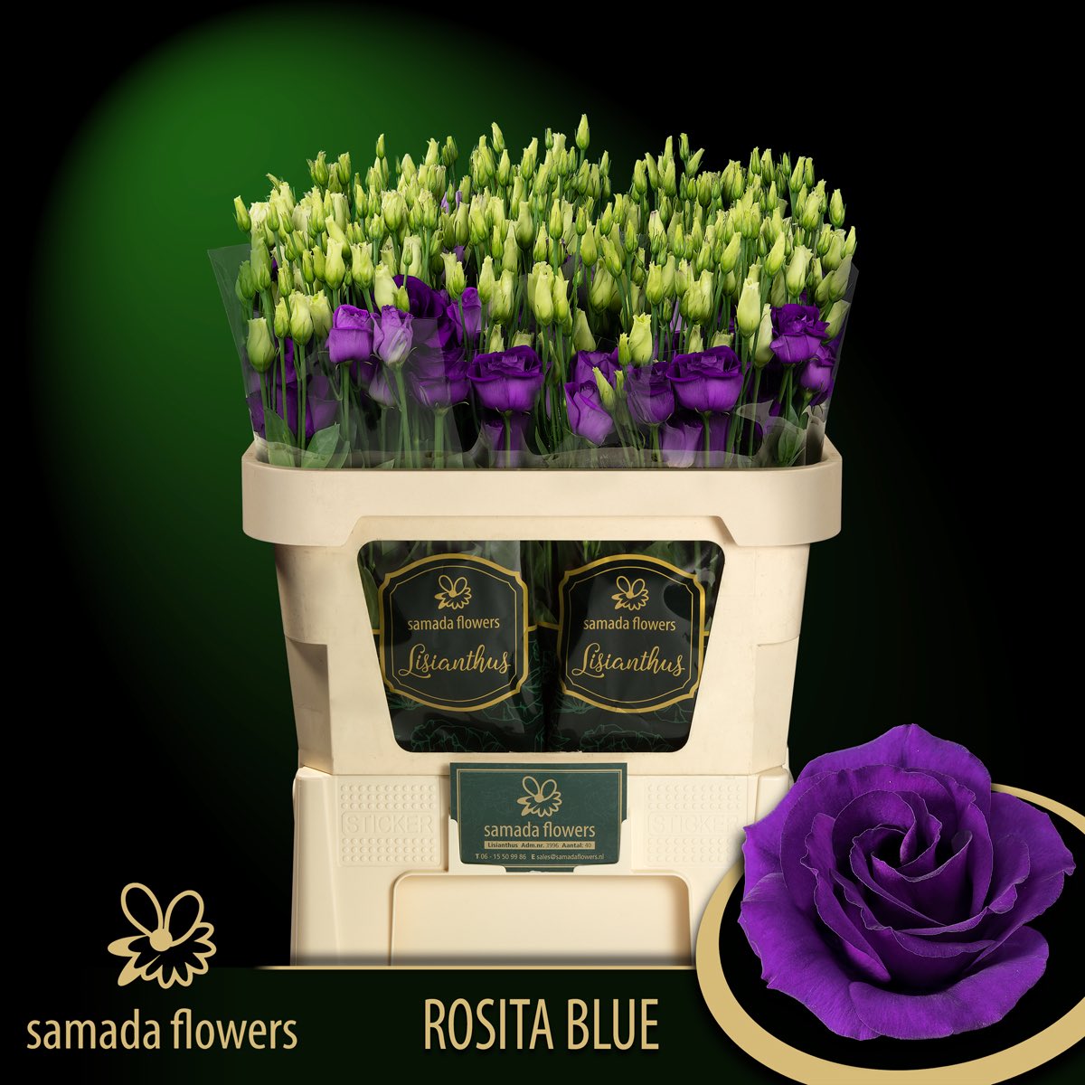 FlowersSamada's tweet photo. Vanaf morgen zullen wij de prachtige Rosita blue aanvoeren! https://t.co/sAnhswZFvr