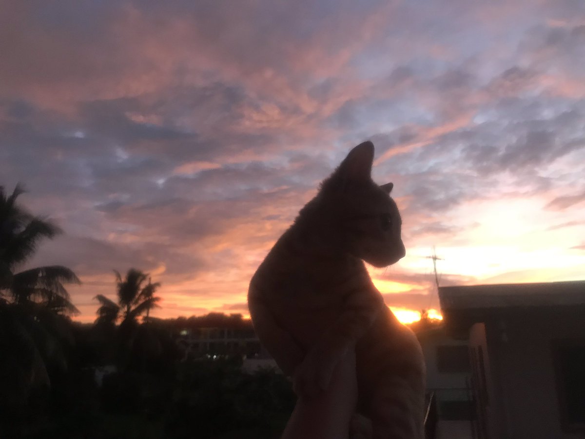 MarenoSamantha's tweet image. Not sure what I love more, my view of the sunset every night from my balcony or my kitten... #PeaceCorpsProblems #PeaceCorps #PeaceCorpsPets #PeaceCorpsFiji