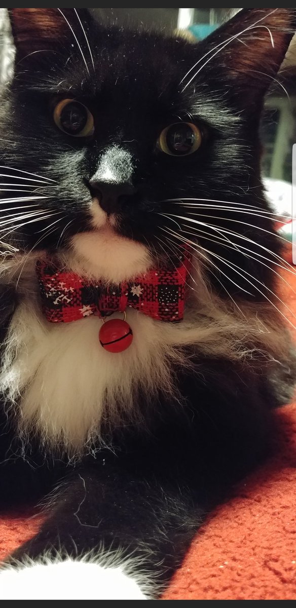 TJECS206's tweet photo. @andreagrimes we're sharing fluffy friend pics? #MakeAmericaFluffyAgain https://t.co/77wsGKGpNc