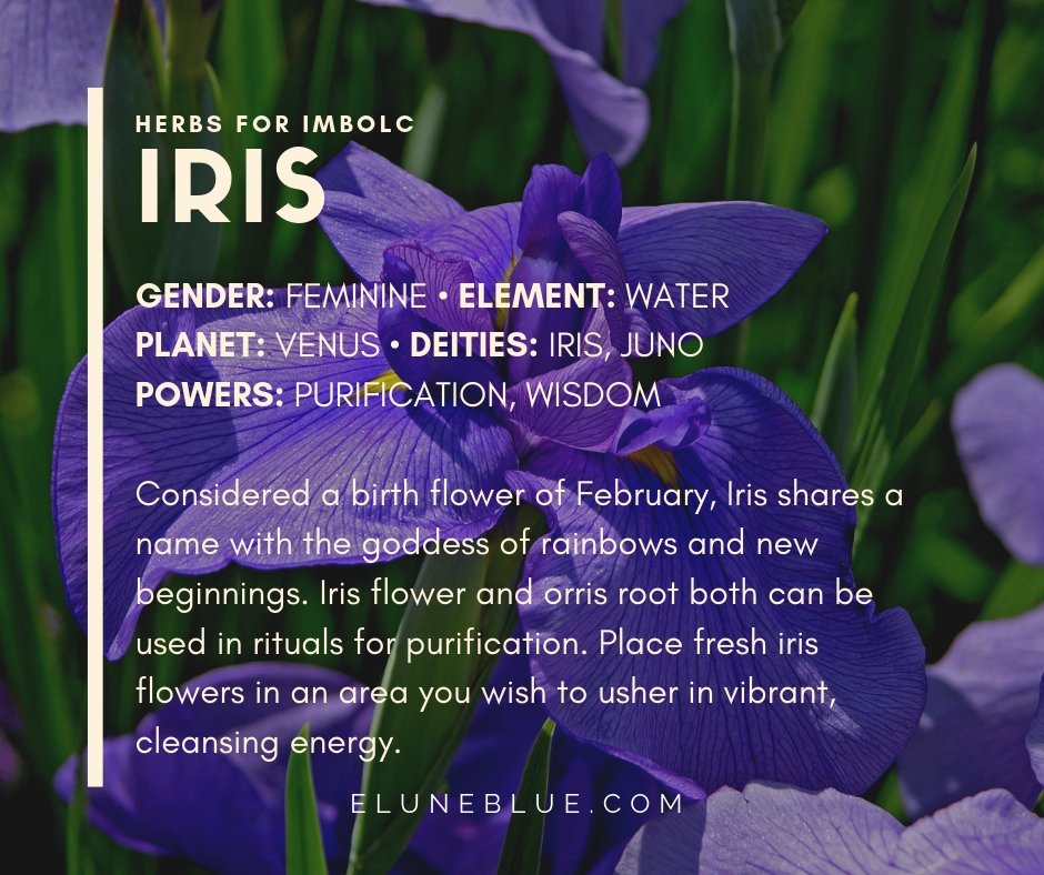 EluneBlue's tweet photo. Herbs for #Imbolc: Iris.
#imbolc #pagan #wicca #eluneblue
https://t.co/vrhYpUjPNc https://t.co/4PDSNzhTGm