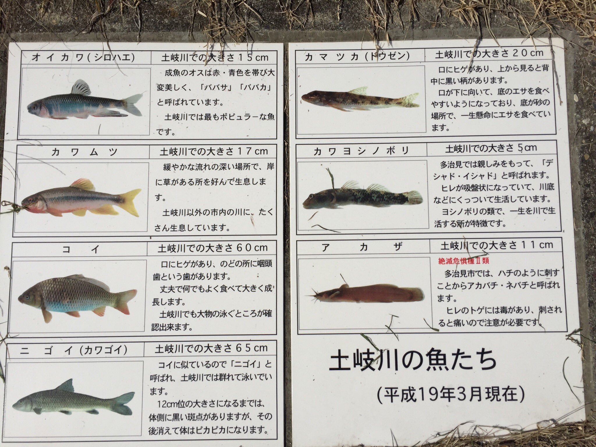 O Xrhsths ベック Sto Twitter 県立多治見病院前の川を見て q妄想をしてしまいましたo X もちろんbbqや焚火は できませんけど あと川魚の表示がありましたが アカザだけ見たことがないと 思ったら 絶滅危惧種 ゞ 土岐川 ぎふけ 川魚 O Xrhsths ベック Sto Twitter 県立多治見病院前の川を見て q妄想をしてしまいましたo X もちろんbbqや焚火は できませんけど あと川魚の表示がありましたが アカザだけ見たことがないと 思ったら 絶滅危惧種 ゞ 土岐川 ぎふけ 川魚
