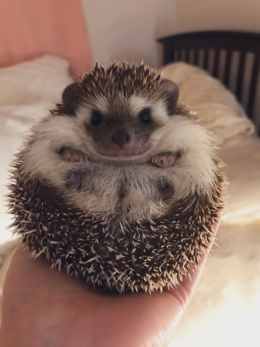 OfficialPumpky's tweet photo. 8 days into 2019 and haven’t lost any weight https://t.co/nVVMPck8G6