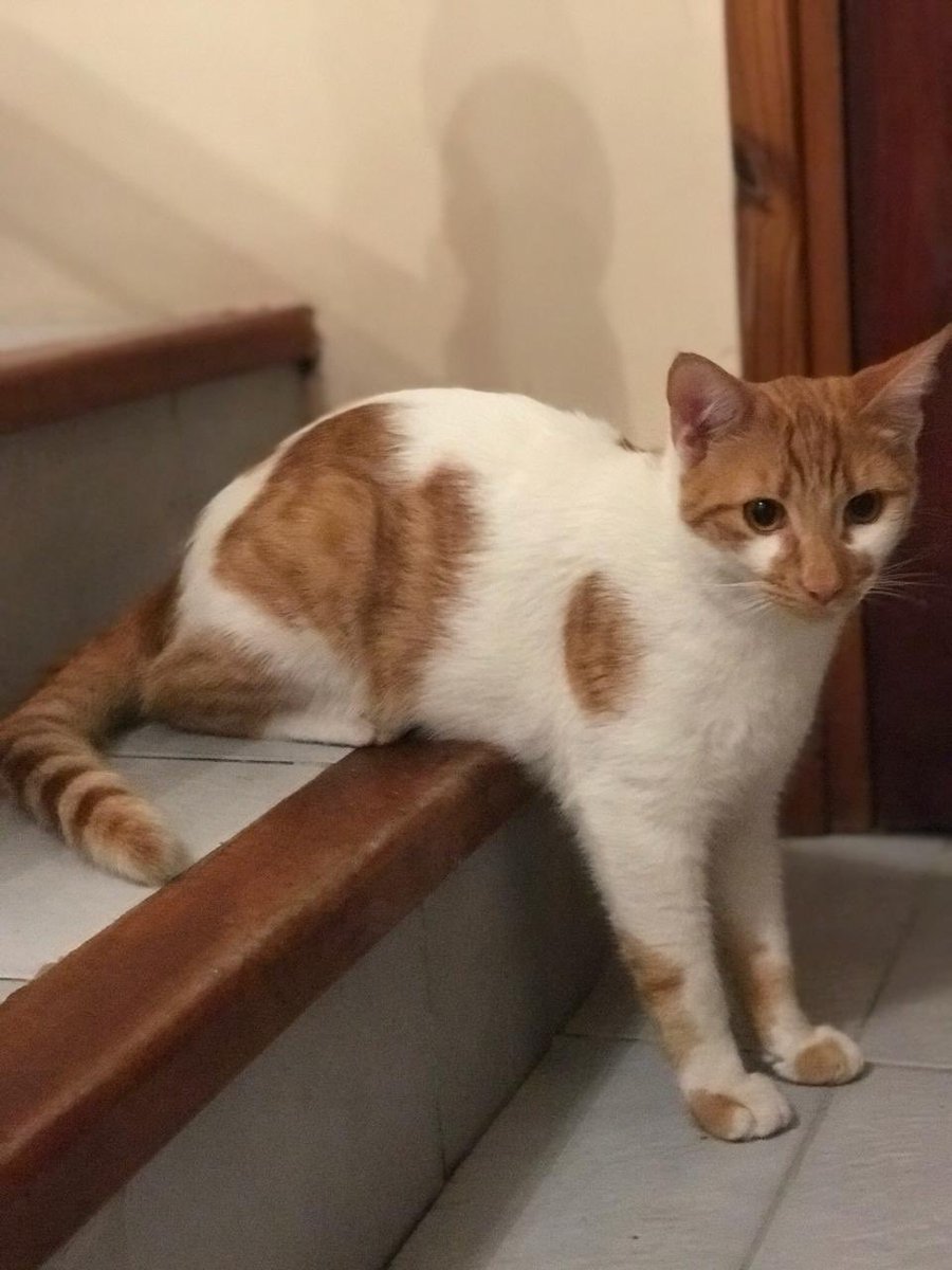 AnMaEst's tweet photo. Se me escapó ayer en Laprida y 24 de Mayo Lomas de Zamora. Me ayudan a encontrarlo por favor. Es un macho y está castrado. Estamos todos muy tristes. 1131639754. Gracias 😢 https://t.co/A771vh2Qo3
