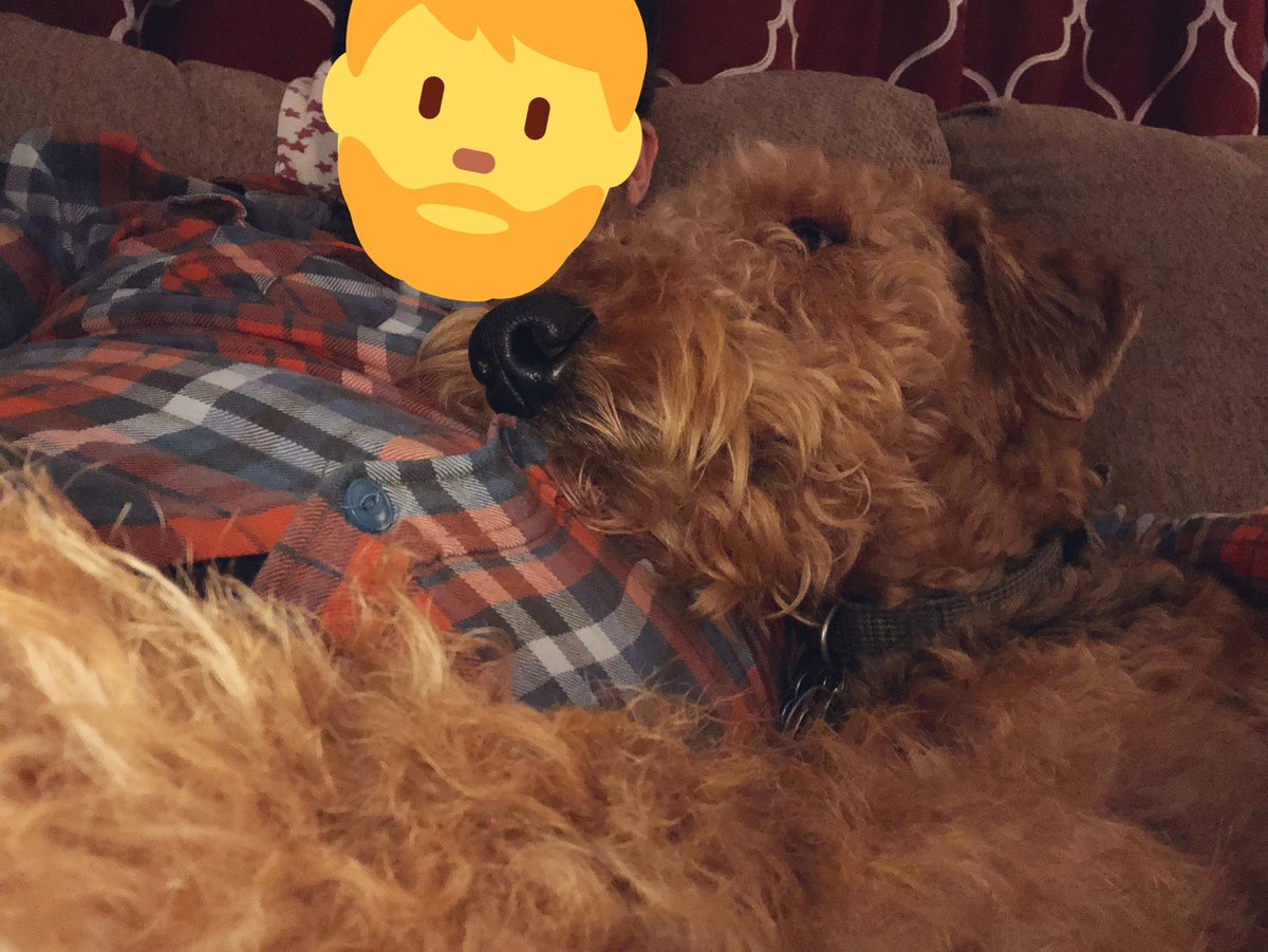 sir_fitzwilliam's tweet photo. I’ve gained occasional couch privileges ☺️ https://t.co/PtGG46YTMq