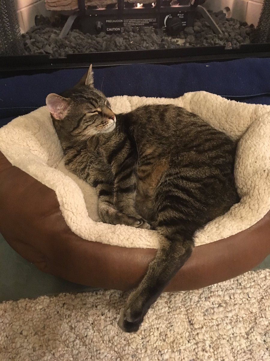 LoriMMiller's tweet photo. #MakeAmericaFluffyAgain We watched an episode of No Reservations set inJapan and our feline overlord has been dreaming of sushi. https://t.co/l4jir0brex