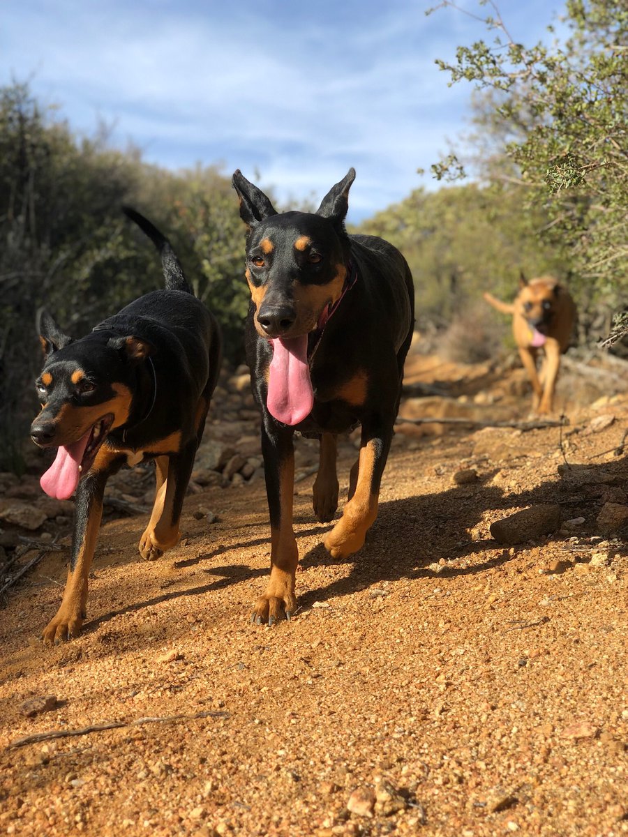 iriebecca's tweet photo. Went hiking with friends in the mountains! 🗻🐾 And then got Julian pie! 🍰 #longestcarrideever #liliththedobe #doglovers #hikingadventures #DogCelebration #funtimes #doberman #muttdogs https://t.co/MZWNjqCU6K