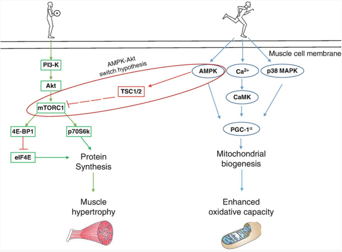 New review on molecular adaptations to concurrent strength &amp; endurance training buff.ly/2Fjdp2q
and potential implications in the field buff.ly/2FhCTgJ