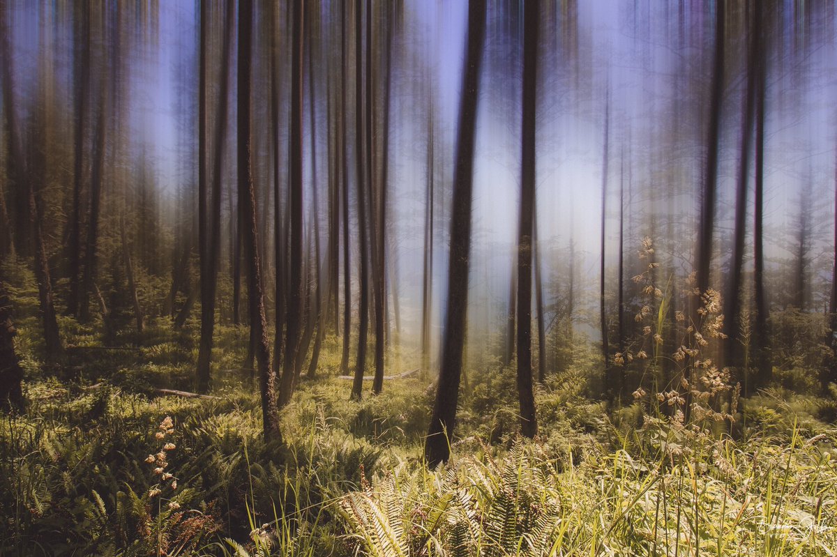LegendaryPnw's tweet photo. Coastal Visions.
#forest #trees #oregoncoast #motionblur #CanonFavPic #landscapephotography #photography #pdxphotographer #oregon #lostinoregon #pnw #hike #PhotoOfTheDay https://t.co/15NanljcT9