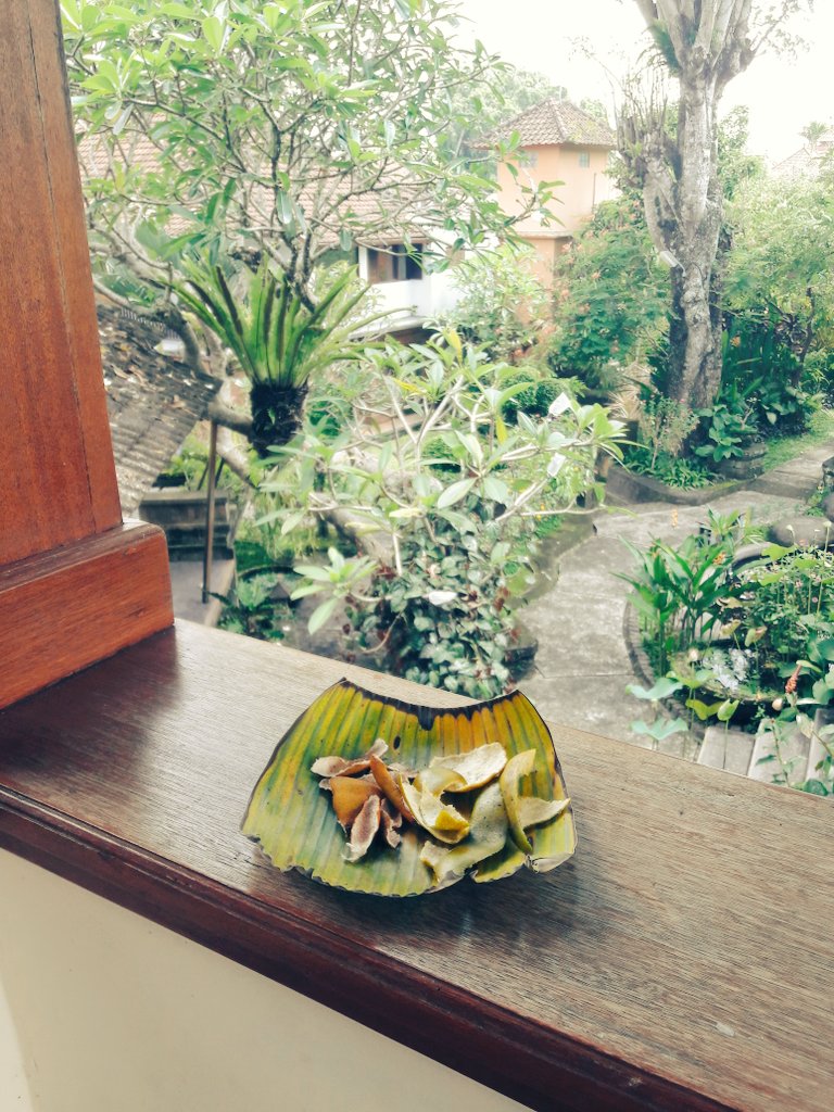 deb_connor's tweet photo. Making Chen Pi Bali style: on a banana leaf on my balcony! Retweet this stating a use of Chen Pi &amp; you could WIN some of it- oh yeah winner collects &amp; travel is not included in your prize! 😂😂 #ComeToBali #RevDeb #ChenPi #chinesemedicine #EyesOnThePrize #TravelNotIncluded! https://t.co/gDj0EUuCIv