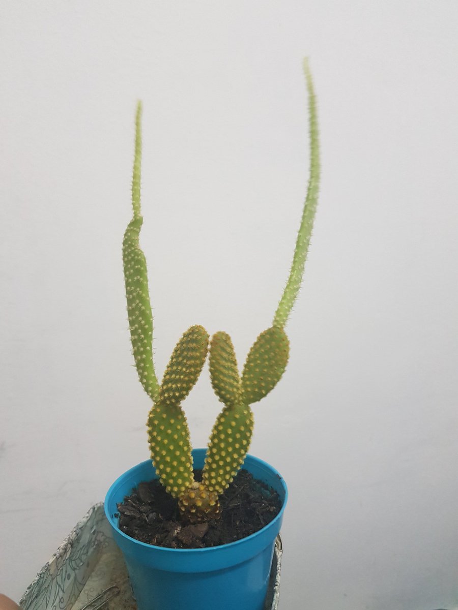 MarianoQ2025's tweet image. Lo único que crece en este #Pais son 1000 familias y mi #Captus.