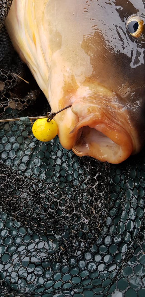When you know your rig components have worked and the hook was not coming out. 

@mainlinebaitsofficial 
@cotswold_aquarius 
@phatfishuk 
@rhinotech_angling 
@pbproductsuk