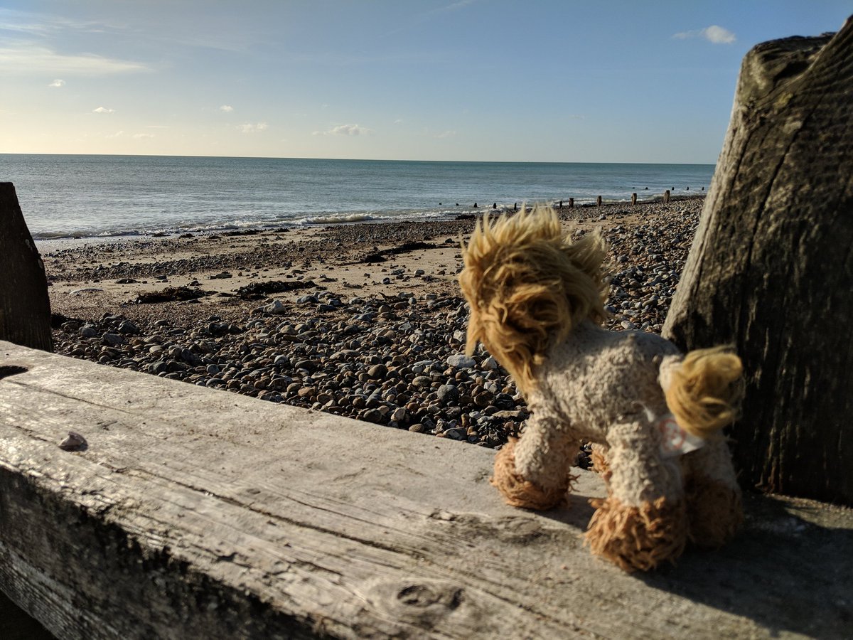 I've been for a bracing walk, and whilst the  see may beckon,  this lion is not for swimming  - today! 😀 ❄️