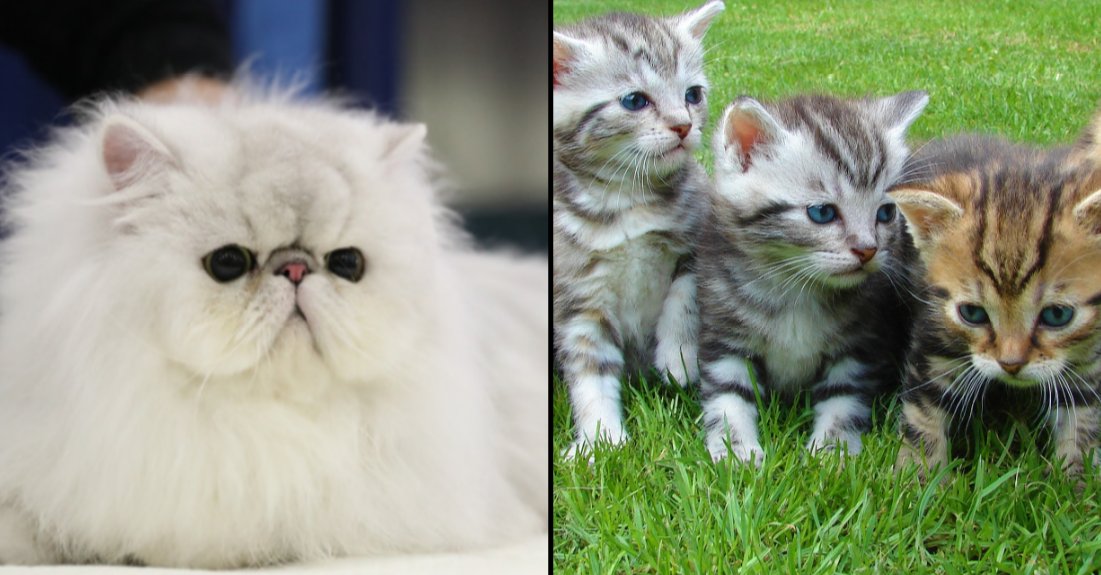 A festival dedicated to cats is coming to the UK.
http://www.ladbible.com/news/animals-a-festival-dedicated-to-cats-is-returning-to-london-in-2019-20190107 …