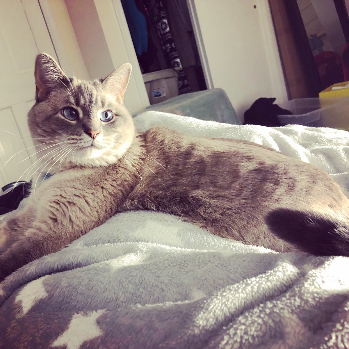 taluscats's tweet photo. Good morning 🌞😃 #tonkinese #yuri #lovely #morninglight #goldenhour https://t.co/VURWYgLdMr