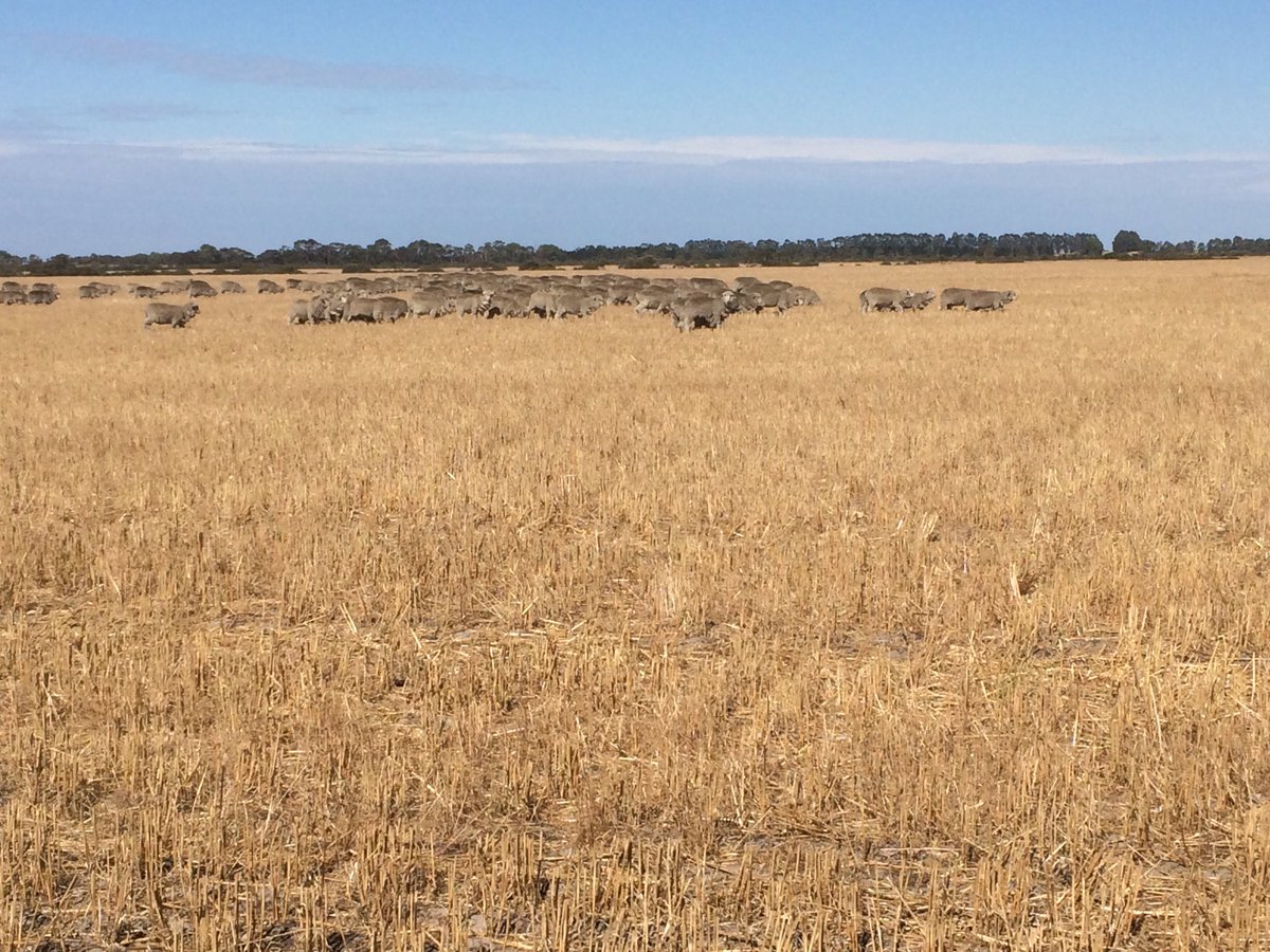 Summer spraying program well underway with the autonomous, robotic, spot spraying weed seekers on the job