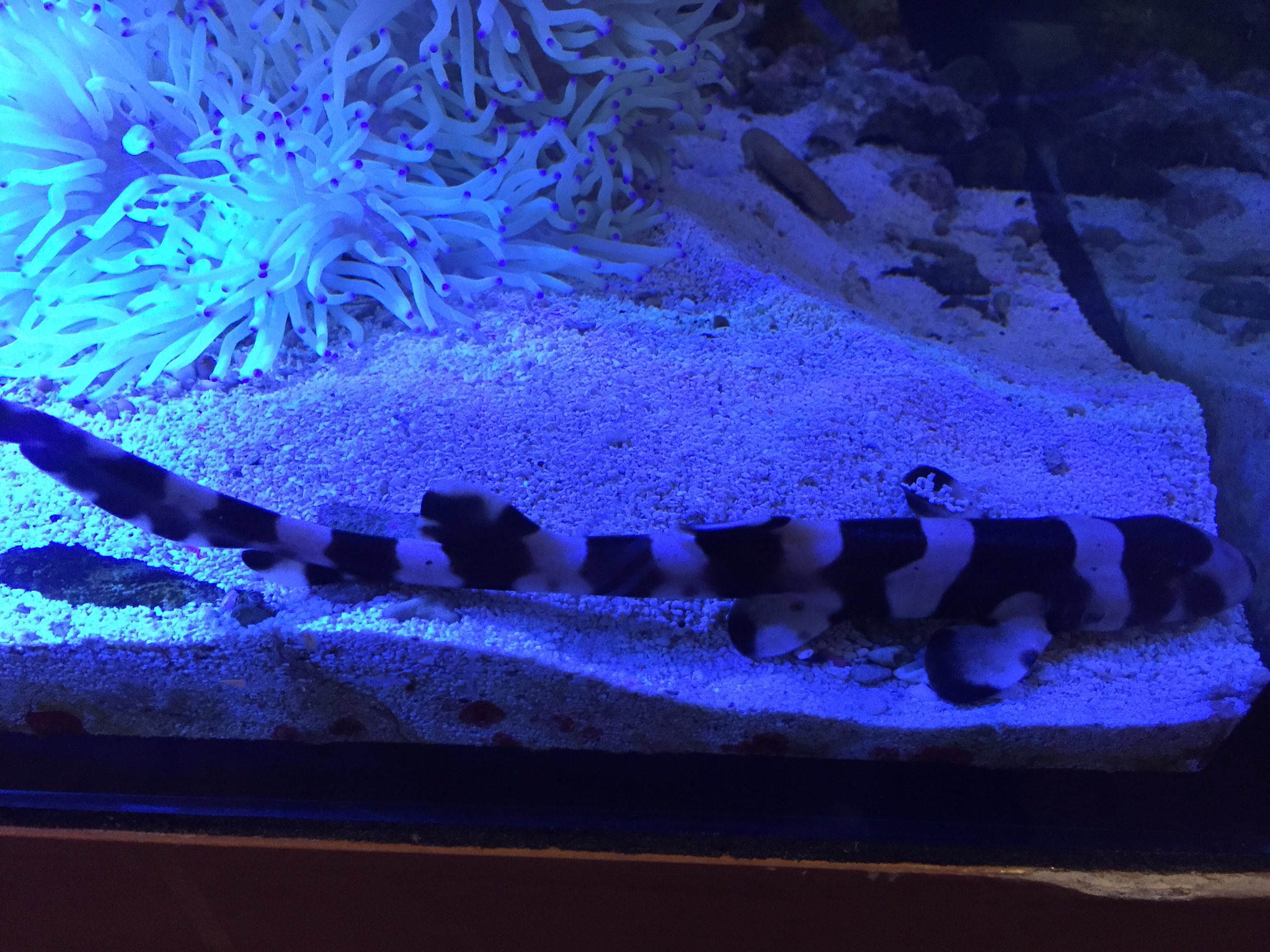 海水魚販売フリーウォーター Freewaterjp Twitter