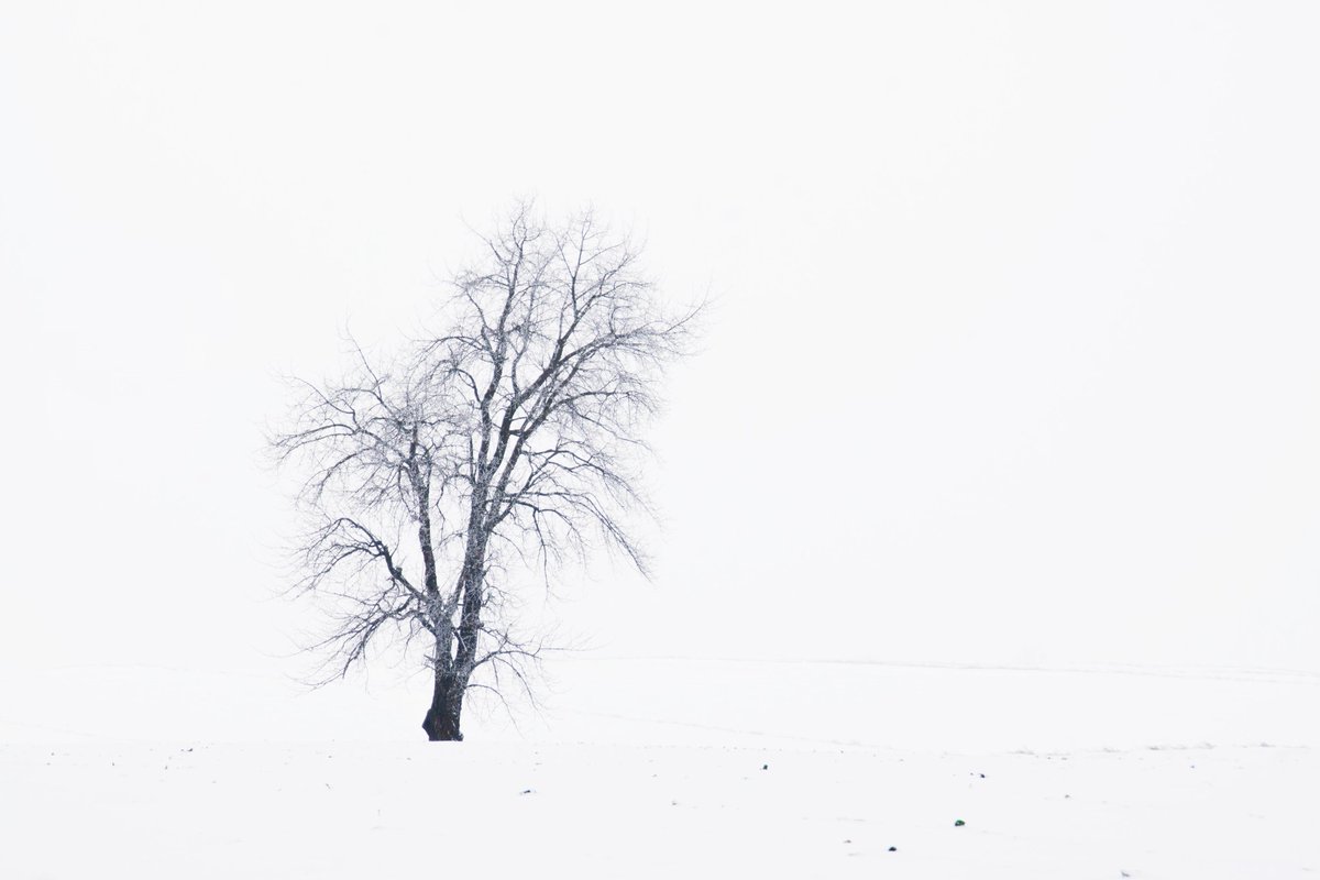 #photography #landscape #tree #lonelytree #blackandwhitephotography #nature