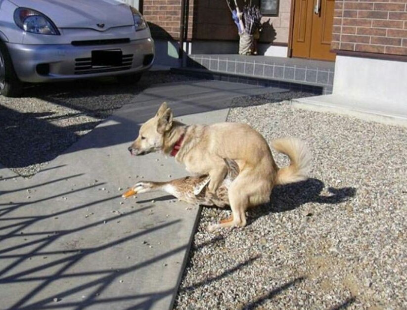 Mi  perro tiene una pata jodida