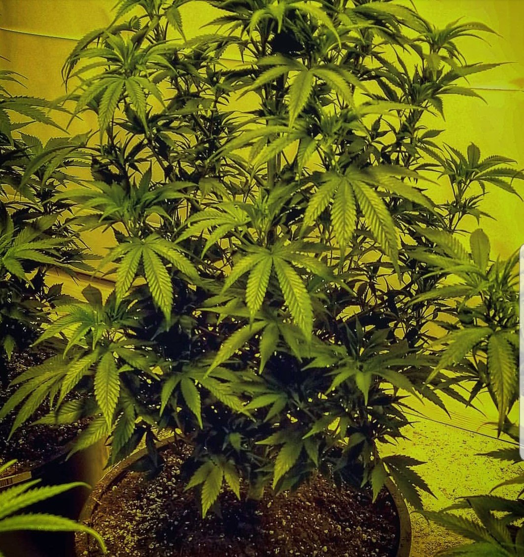 DirtOrganics's tweet photo. Jack Herer is looking pretty! #JackHerer #RDO #RedDirtorganics
#heartlandgenetics
#humboltseeds #cannabisgrow #caliring #cloneking
#clonex #ezclone #canna
#hydrofarm #highsociety #bluedreams
#darkstar #pineappleexpress
#kush #maryjane
#sativa #indica #weedporn #cannabis https://t.co/n2BBg3aPwe
