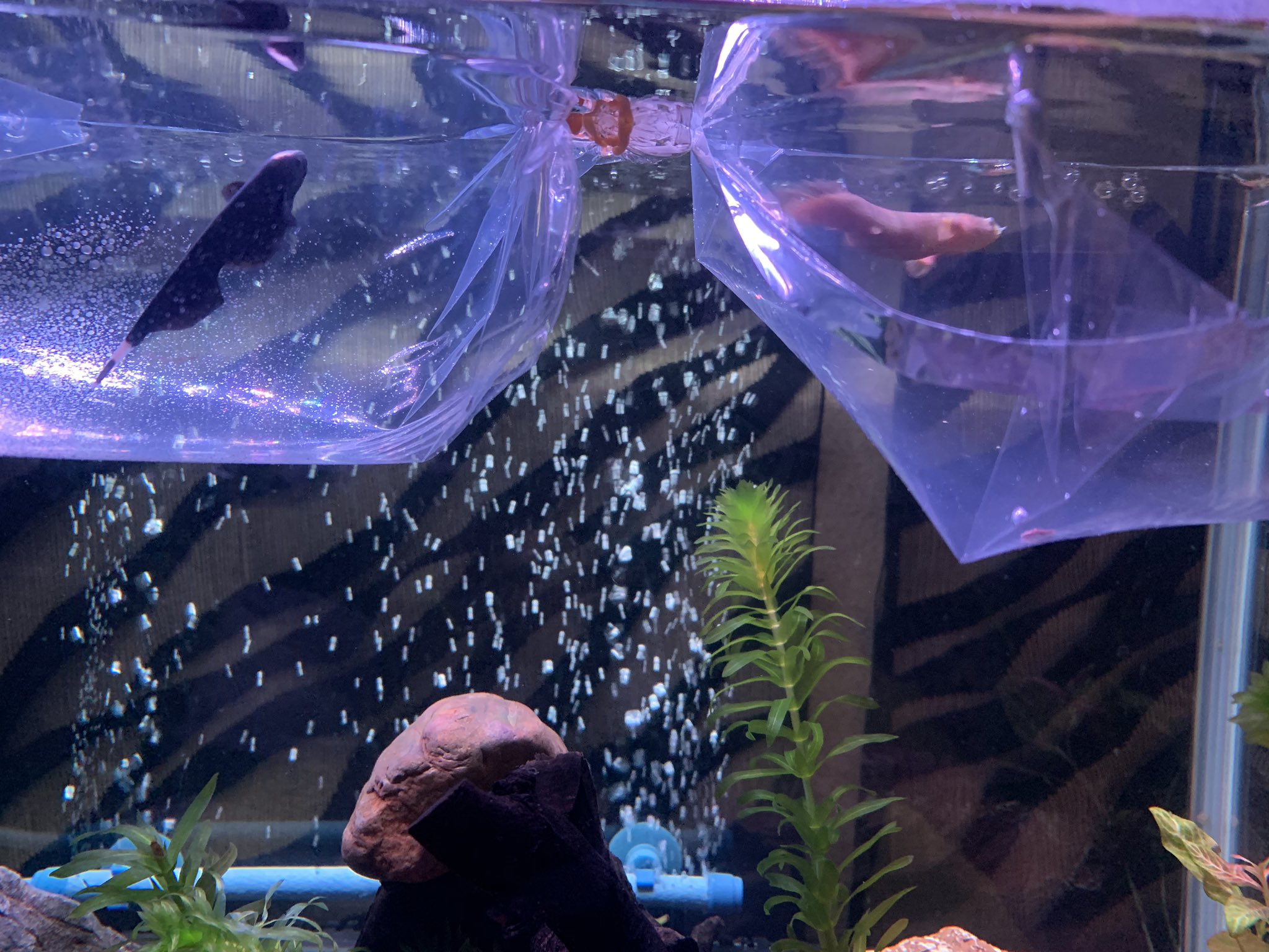 エロモ 遂にブラックゴーストとポリプテルスセネガルスをお迎え出来た そして何故かバンパイアクラブと レッドデビルクラブまで W 現在水温合わせなう 次は水合わせしてそこから様子を見て水槽に放流 先は長いからまずはカニ達の水槽立ち