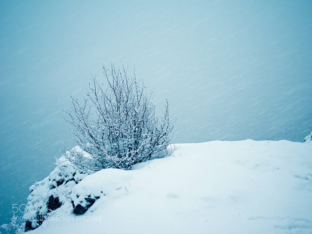 Snow (автор фото frankterassa) #Landscapes