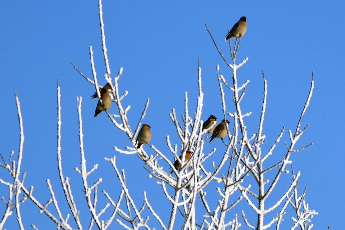 9 января на Руси отмечают Степанов день. 
По народной примете – снегопад на Степанов день означал скорые ненастья и мокрую погоду. Но судя по яркому солнцу и чистому небу, нам это в ближайшее время не грозит.