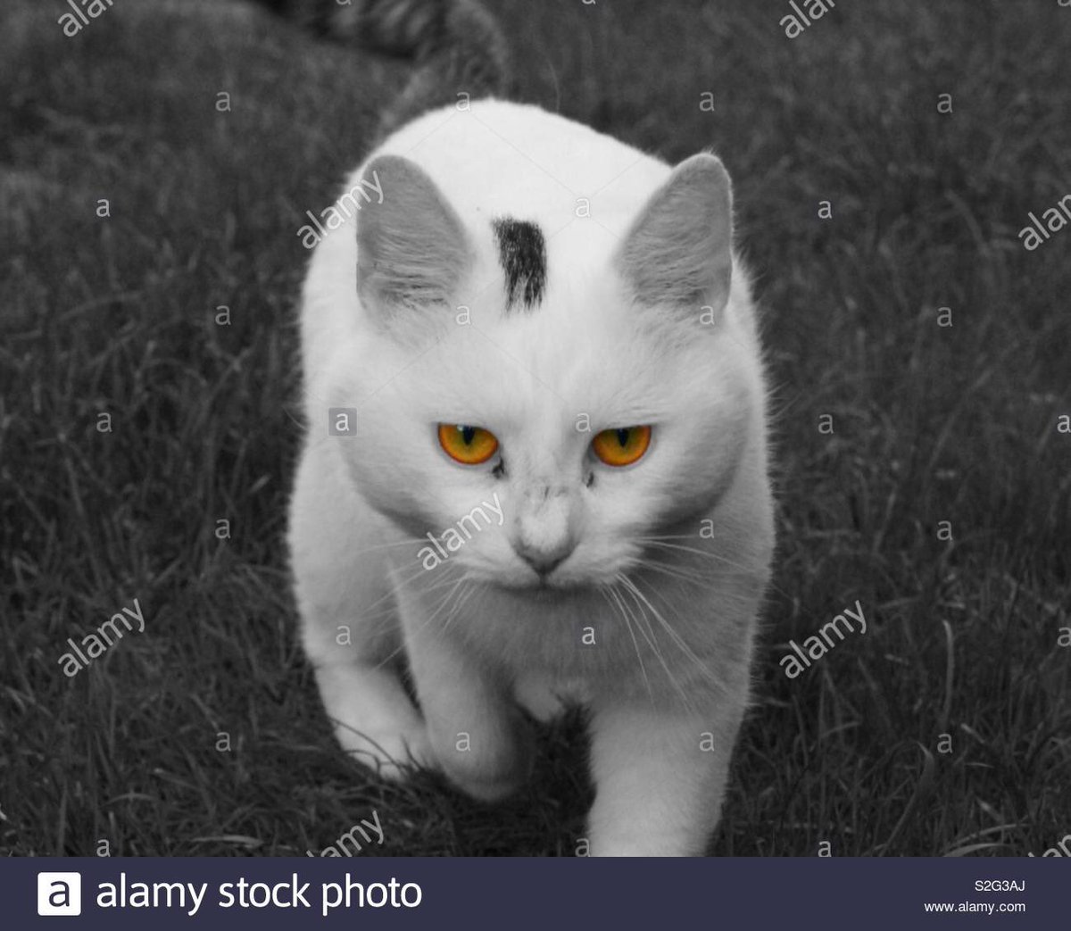 AAC_Creative's tweet photo. George 😍

My photo's just been accepted by @Stockimo &amp; it's now for sale on @Alamy #photography #excited #cat #pet #stalking https://t.co/03NWHuiNxC