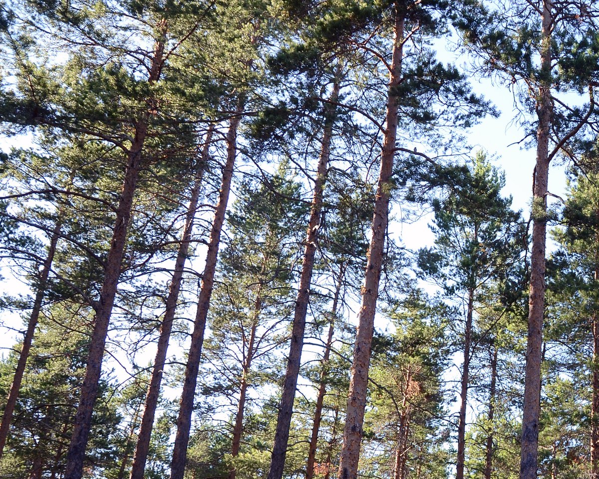 I samband med stormen Alfrida har flera träd blåst omkull i kommunen. Gatu- och driftenheten arbetar med att röja och säkra träd, men arbetet kommer att ta tid. Därför uppmanar vi till att inte vara i närheten av stormfällda träd av säkerhetsskäl.