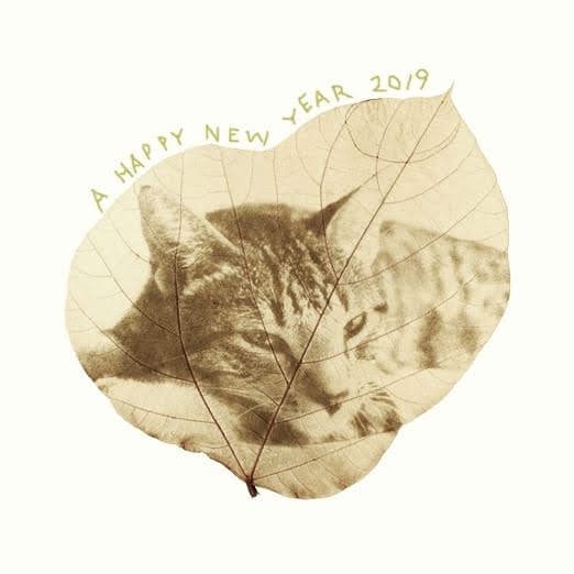 essencialprod's tweet photo. Fotografías reveladas en hojas caídas de árboles. Feliz año https://t.co/2U5ZKRuZ5j