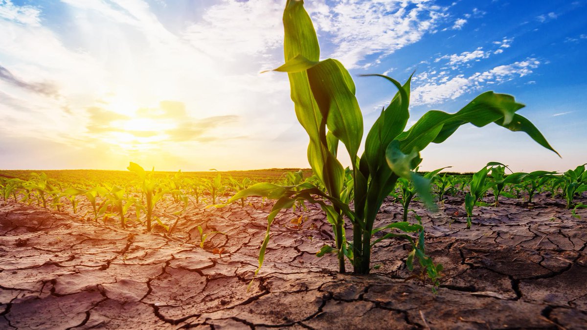 BritGeoSurvey's tweet photo. Annual Science Review story 2: We're a part of ‘CEPHaS’, a #GCRF funded project to strengthen our shared capacity to study the behaviour of water in soil, crop and groundwater systems in sub-Saharan Africa. For more stories see https://t.co/6f1eXzhkCC #BGS4GlobalGood https://t.co/uvMqZFKNom
