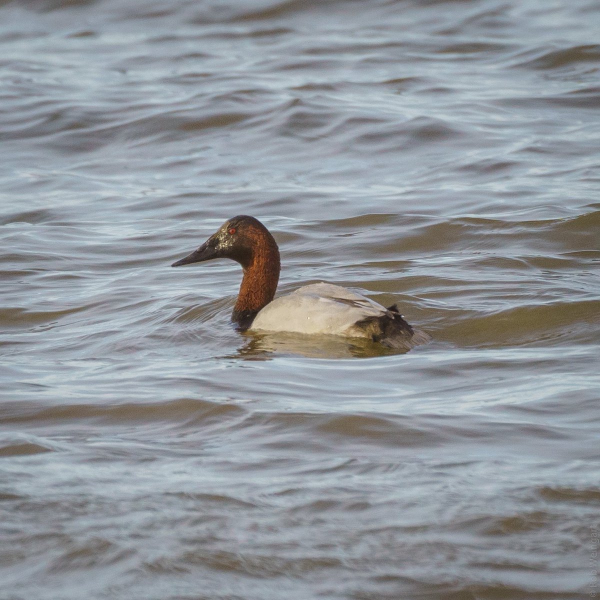 subtraho's tweet photo. Dapper Canvasback - #WaterbirdWednesday

#canvasback #duck #alwayswelldressed
#wildlife #wildlifephotography #birding https://t.co/pFXDZTHNiC