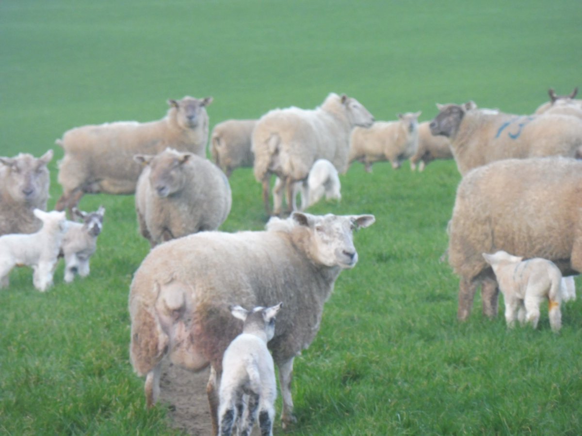 The first early lambs of the season, thanks to the mild climate on the Llŷn.