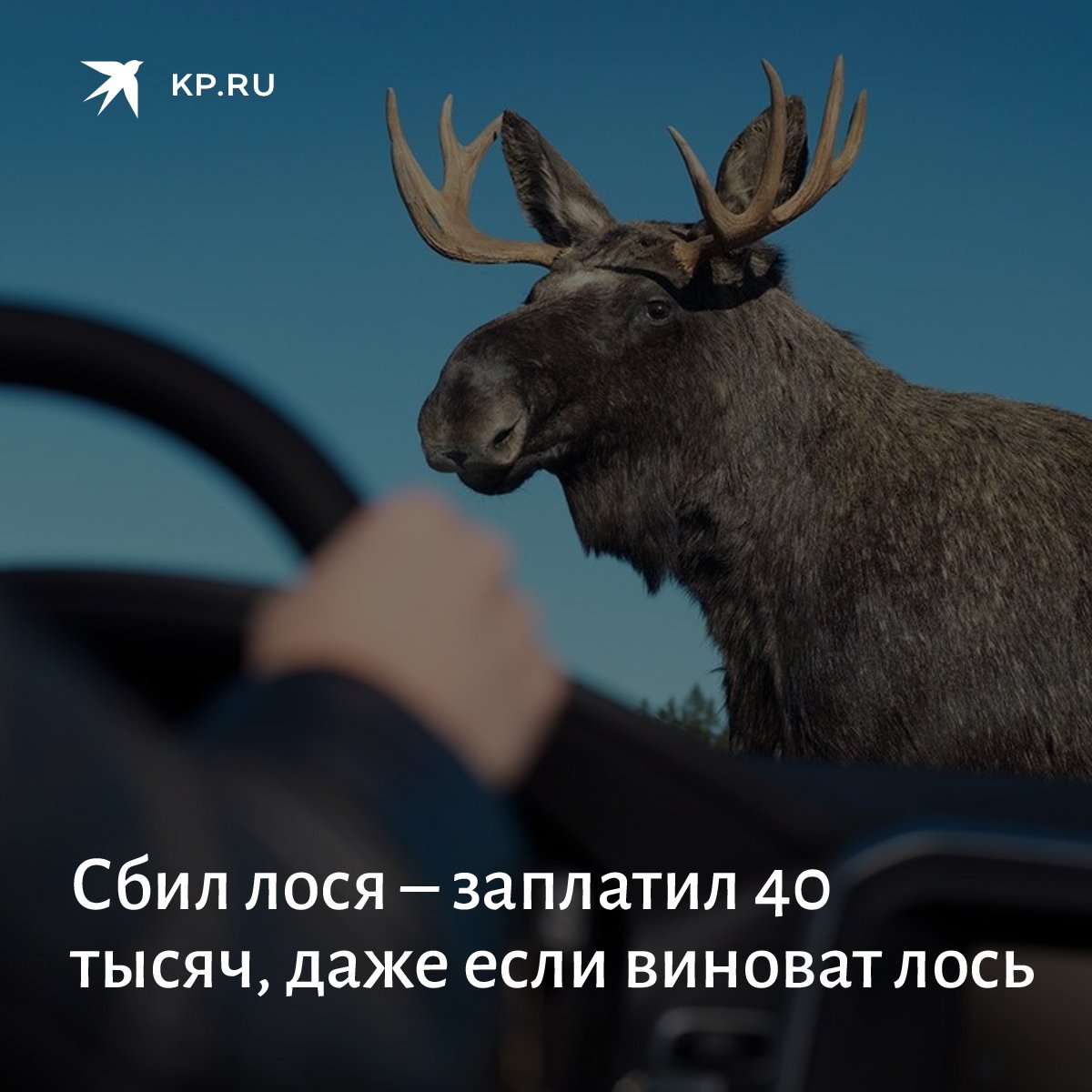 Лось россия краткое описание. Ошибка лось. Название презентации про животных на войне. Лось идиот. Спишите.