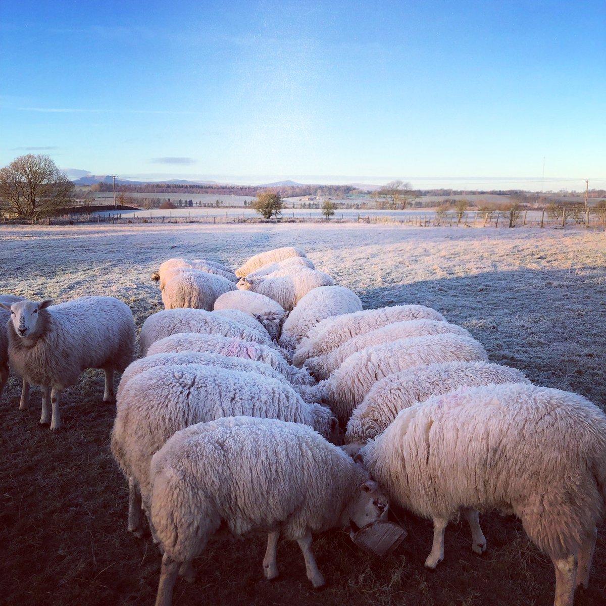 Lakes and Lambs tweet media