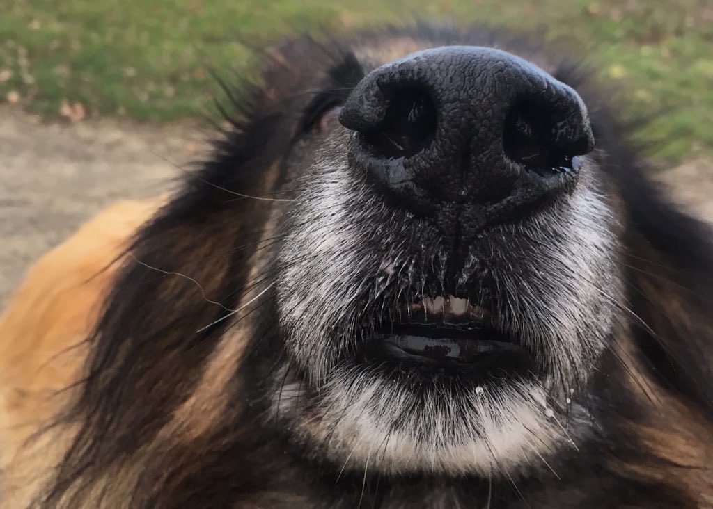 A good morning snoot for you all 🐾🐶 rspcaessex.org.uk/yogi14646.html #snoot
