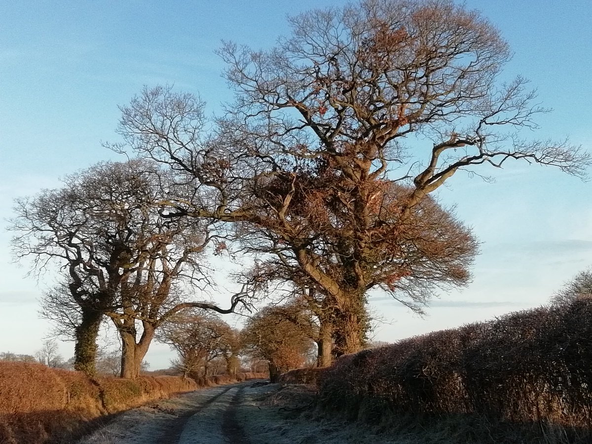 SteveTrotter1's tweet photo. Beautifully cold and frosty morning in North #cumbria near the #solway and #Watchtree - it's also good to see lots of #farm hedges and trees but lots of space for many more @cumbriawildlife https://t.co/1CmRUGDjBu
