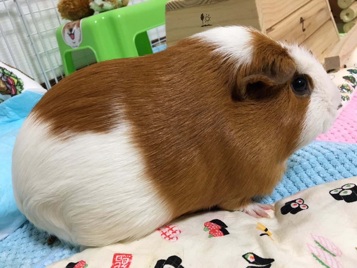 ゆまっくま モルモット ハムスター A Twitteren なんだろうな このフォルムももふもふもツヤツヤも柄もおめめも鼻も口 もお手ても動きも 鳴き声も本当に可愛いでしかないんだよな こんなに完璧な可愛いあるのか モルモットってやばいやつ モルモット ゆまっくま モルモット ハムスター A Twitteren なんだろうな このフォルムももふもふもツヤツヤも柄もおめめも鼻も口 もお手ても動きも 鳴き声も本当に可愛いでしかないんだよな こんなに完璧な可愛いあるのか モルモットってやばいやつ モルモット